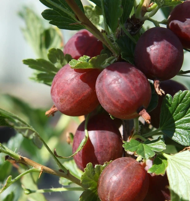 BIO Stachelbeere Rot - Captivator Easycrisp ®