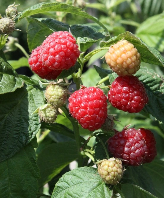 BIO Sommerhimbeere Rot - Glen Ample (PBR)