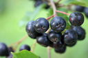 BIO Aronia - Viking